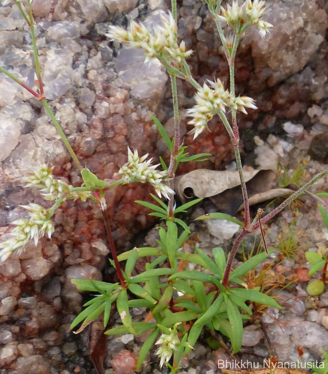 Polycarpaea corymbosa (L.) Lam.